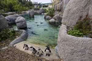 African Penguins