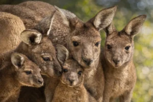 Favorite San Diego Zoo Attractio