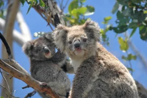 Koalas