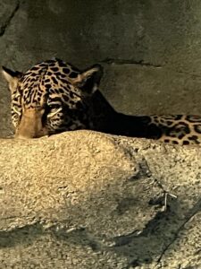 San Diego Zoo Attractions