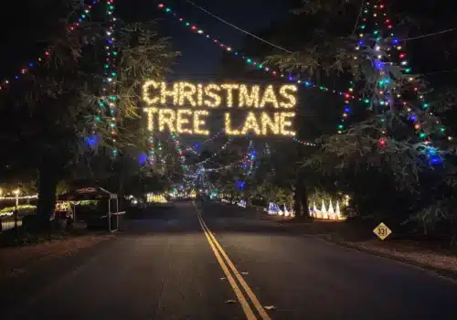 Christmas Tree Lane