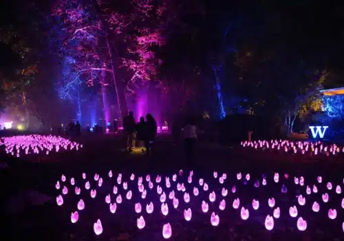 Light at Descanso Gardens